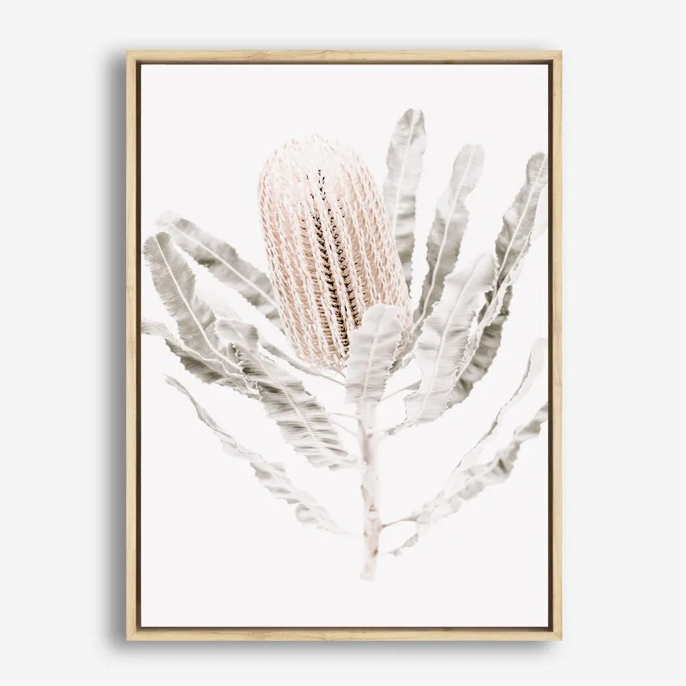 Banksia III Photo Canvas Print
