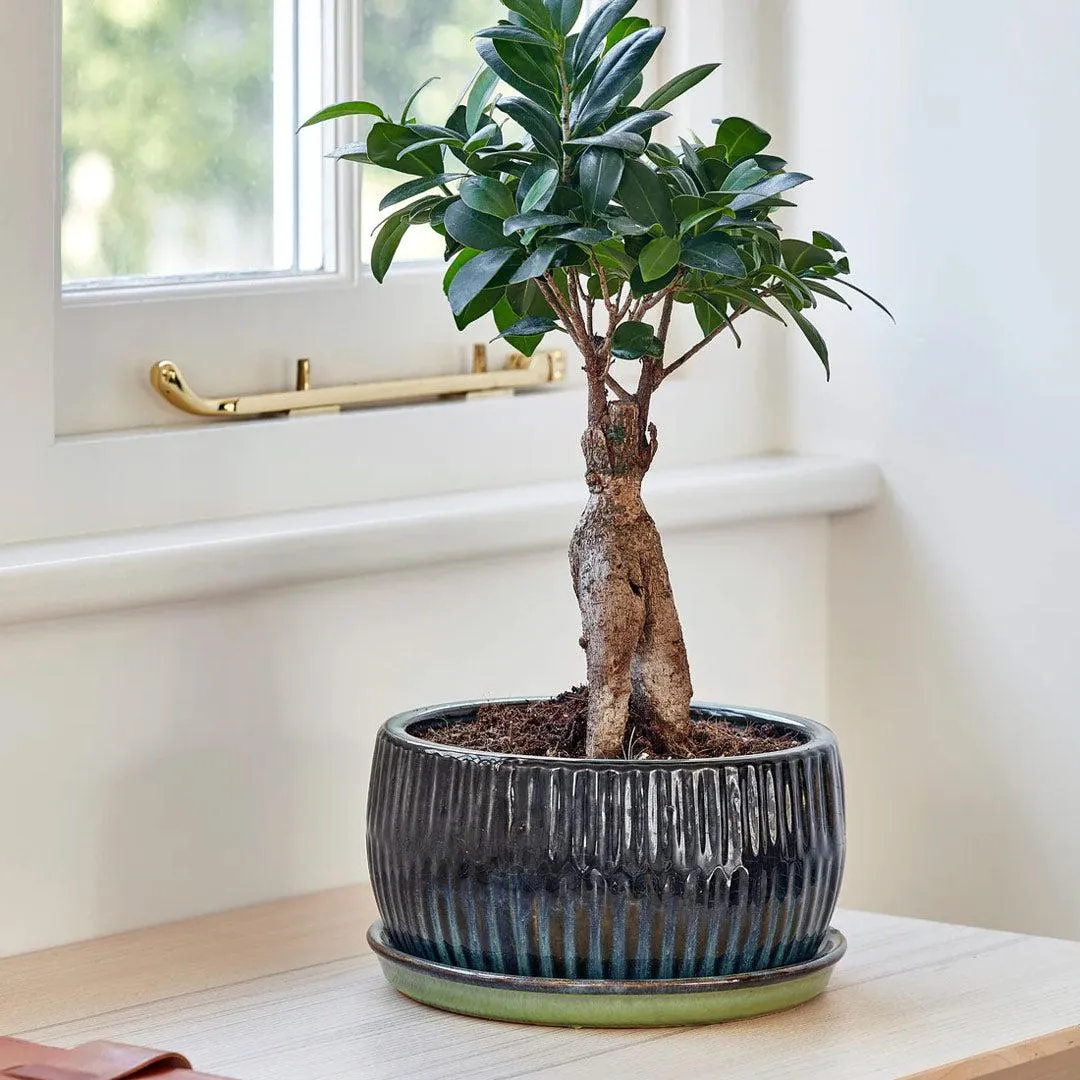 Bonsai Tree Round Planter Set of 2 - Emerald Green