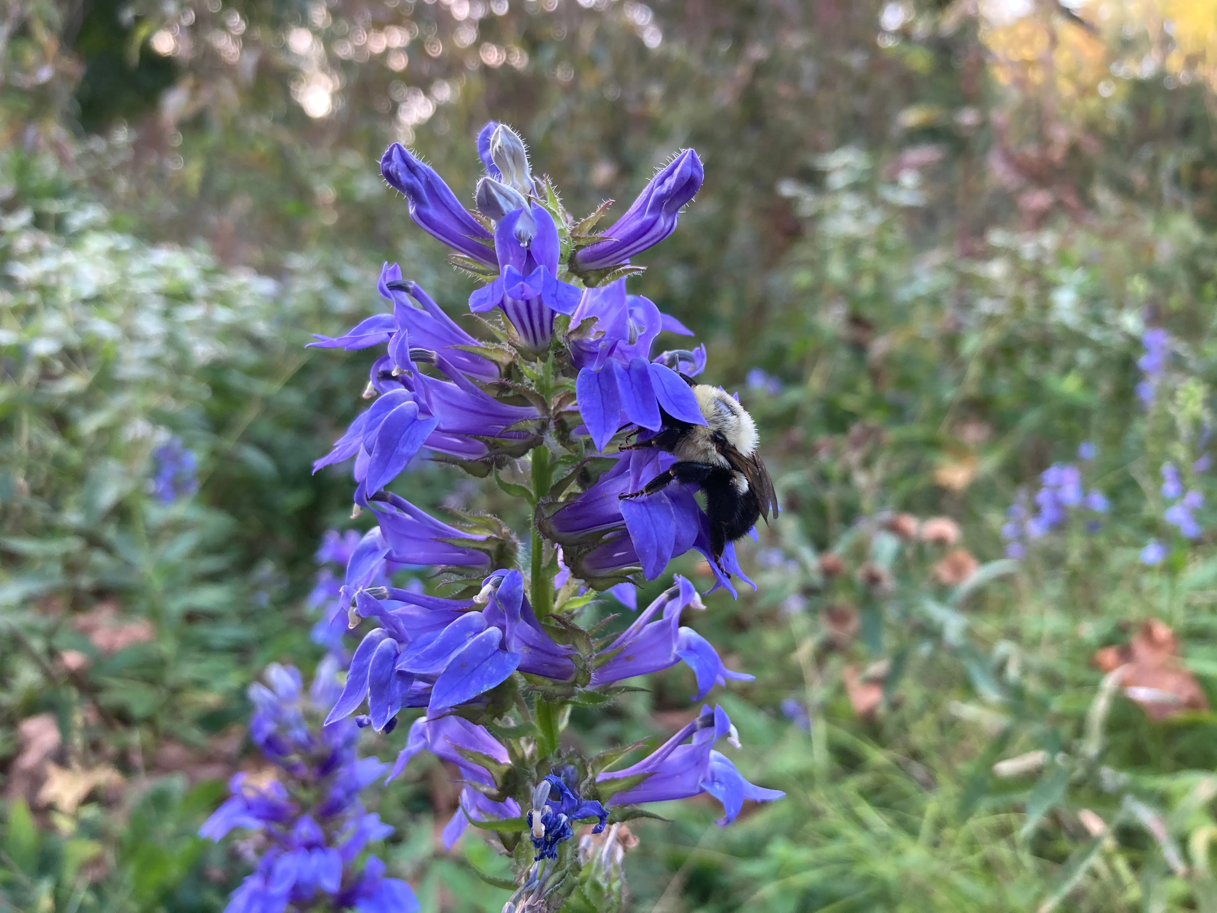 Great Blue Lobelia - Lobelia siphilitica