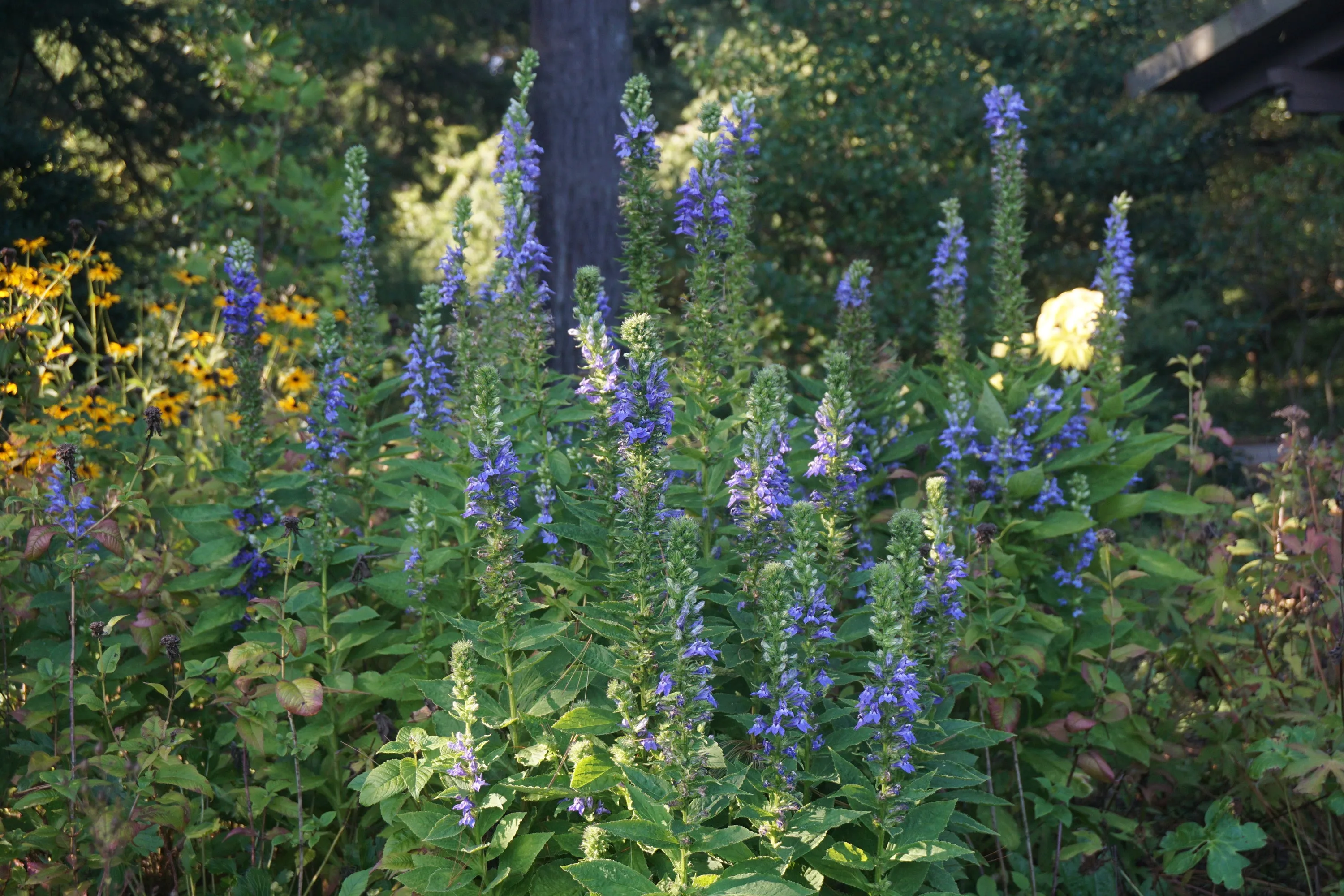 Great Blue Lobelia - Lobelia siphilitica